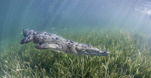 cuban crocodile swimming underwater in the mangrove areas of gardens of the queens marine park in cuba.
