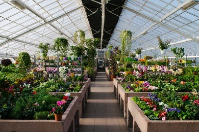 flowers at the green house. blooming multi-colored flowers. houseplants in the orangery. 