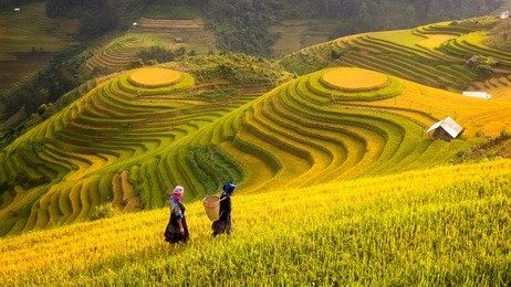 rice fields on terraced of mu cang chai, yenbai,  rice fields prepare the harvest at northwest vietnam.vietnam landscapes.