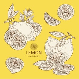 collection of lemon . hand drawn