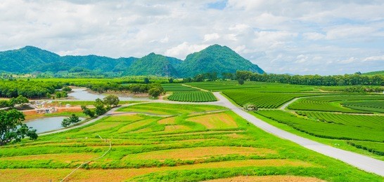 image of tea field at boon rawd farm(singha park) is one of the largest tea produce in thailand ,chiang rai