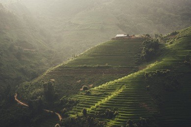 sunset and agriculture green rice fields and rice terraced on mountain at sapa, lao cai, mu cang chai, vietnam. the most of area is rice terraced. nature and landscape rice fields
