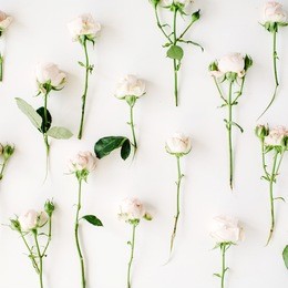 roses on white background. flat lay, top view