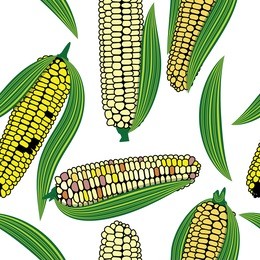 corn seamless food vector background isolated cob plant.