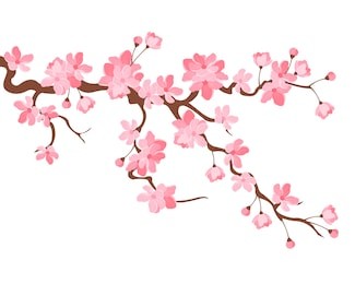 vector illustration. branch of japanese cherry blossoms with beautiful flowers.sakura. white background.