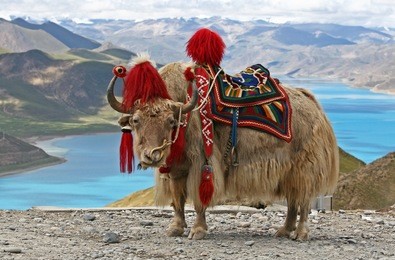 rare white yak with himalaya mountain range at the background