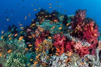 vibrant fish swarm above a colorful coral reef in fiji. this south pacific island group is a favorite destination for scuba divers, snorkelers, and adventure-seekers.