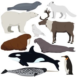 set of cartoon arctic and antarctic animals. vector illustration of polar bear, seal, arctic fox, penguin, killer whale, snowy owl, elephant seal, walrus, reindeer, narwhal.