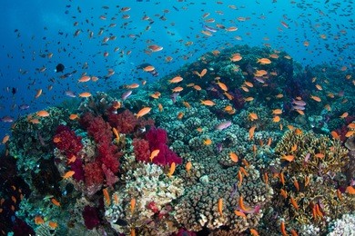 vibrant reef fish swarm above a healthy coral reef in fiji. this south pacific island group is a favorite destination for scuba divers, snorkelers, and adventure-seekers.