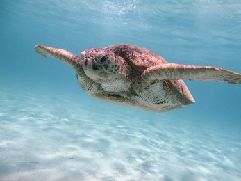 green sea turtle swimming underwater red sea. egypt