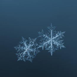macro of two real snow flakes over blue background at xmas night
