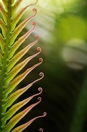 palm leaf-cycad frond