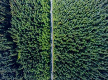 road through the green spruce forest, view from the above