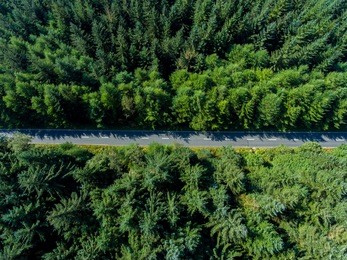 road through the green spruce forest, aerial view