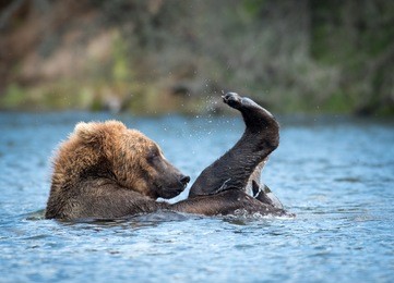alaskan brown bear cub playing and rolling in the brooks river in katmai national park, alaska