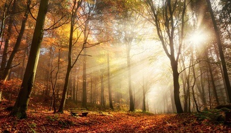 rays of bursting sunlight in a misty forest with red and gold colors in autumn