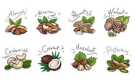 set of colored illustration of nuts. for menus, greeting cards and packaging.