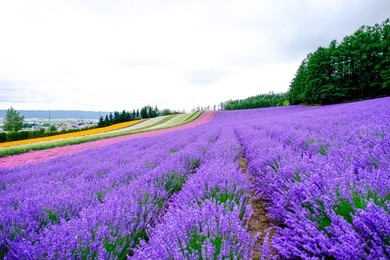 rainbow lavander flower fields tomita farm garden , violet lavender flower fields in furano , hokkaido in japan