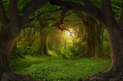 sunset in thailand jungle