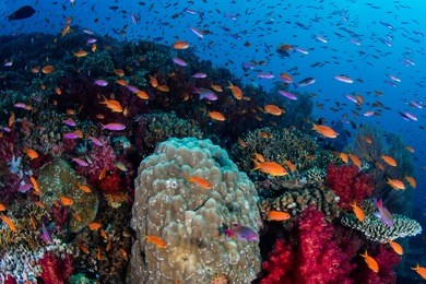vibrant fish swarm above a colorful, healthy coral reef in fiji. this south pacific island group is a favorite destination for scuba divers, snorkelers, and adventure-seekers.