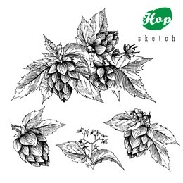 beer hops set of 4 hand drawn branches with leaves, cones and  flowers, black and white, sketch and engraving design. all element isolated.