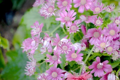 daisy flowers in the garden