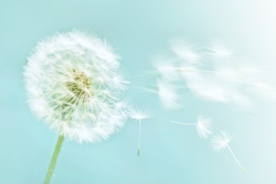 dandelion on blue sky background
