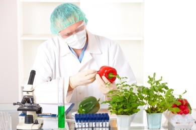 researcher holding up a gmo vegetable. genetically modified organism or geo here transgenic plant is an plant whose genetic material has been altered using genetic engineering techniques
