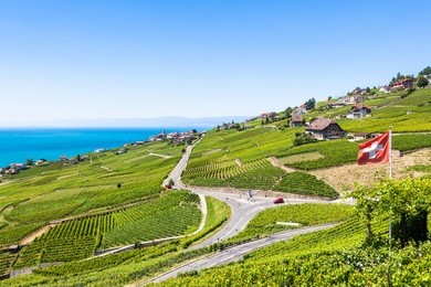 vineyards in lavaux region - terrasses de lavaux terraces, switzerland