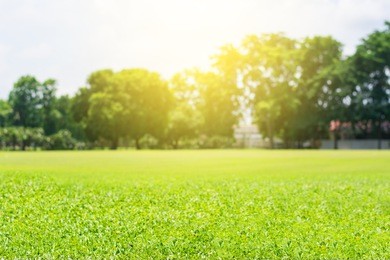 green lawn blur and soft light