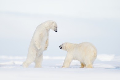 two polar bears fighting on drifting ice in arctic svalbard. wildlife winter scene with two polar bears.