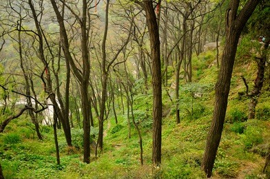 trees growing on the side of taishan (mount tai) in shandong province china.  