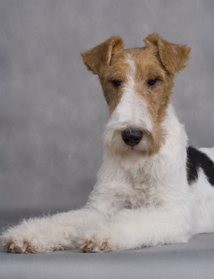 fox-terrier