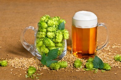 glass of beer with raw material for beer production