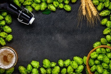 green fresh hops with wheat and beer as copy space frame text area on dark background
