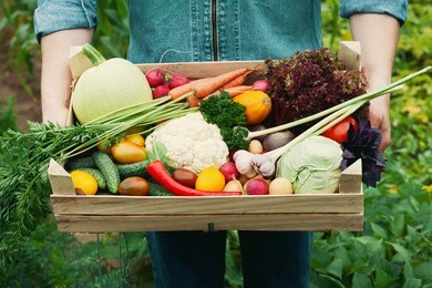 farmer holding a basket full of harvest organic vegetables and root in the garden. autumn holiday thanksgiving.