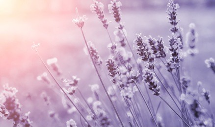 detail of lavenders in purple tone. beautiful summer background.