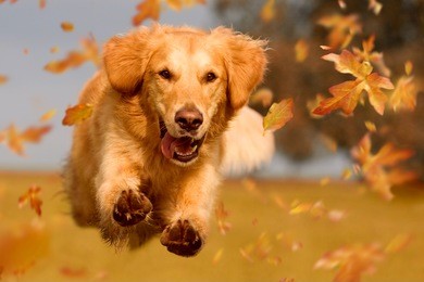 dog, golden retriever jumping through autumn leaves in autumnal sunlight