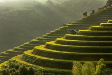rice fields on terraced of mu cang chai, yenbai, vietnam. rice fields prepare the harvest at northwest vietnam