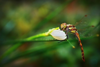 dragonfly odonata is sitting on narcissus