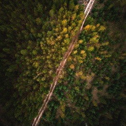 beautiful picture of the road in the lush green coniferous forest. aerial view. from above. picture taken using the copter.
