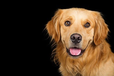 closeup portrait of golden retriever dog with open mouth and smile over black