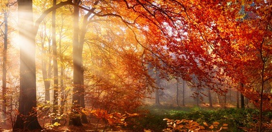 autumn in the forest, sunrays fall through mist and a beautiful red tree