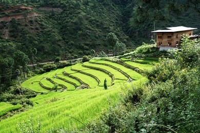 green rice field and a house in the valley of punakha, bhutan during summer.