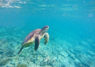 sea turtle in blue water. green sea turtle diving in coral reef. sea tortoise. green turtle swims in wild nature. snorkeling with turtle in lagoon. aquatic image for banner template with text place