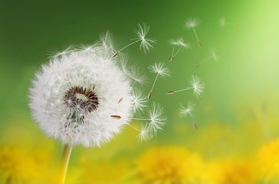dandelion clock in morning...