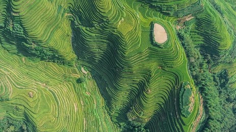 top view or aerial shot of fresh green and yellow  rice fields.longsheng or longji rice terrace in ping an village, longsheng county, china. 