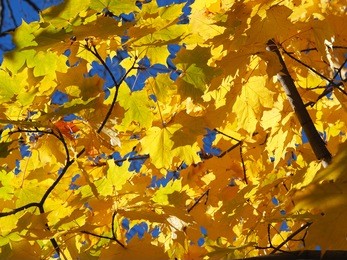 yellow maple leaves