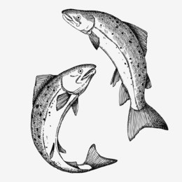 jumping salmon fish. hand drawn illustration. 