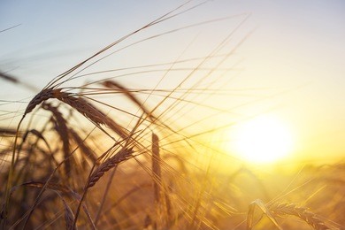 beautiful nature sunset landscape. ears of golden wheat close up. rural scene under sunlight. summer background of ripening ears of agriculture landscape. natur harvest. wheat field natural product.